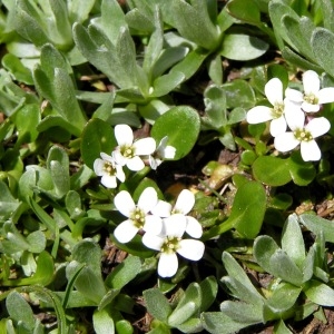  - Cardamine bellidifolia subsp. alpina (Willd.) B.M.G.Jones [1964]