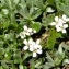  Alain Bigou - Cardamine bellidifolia subsp. alpina (Willd.) B.M.G.Jones [1964]