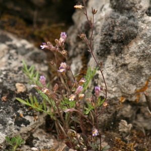 Photographie n°67975 du taxon Chaenorhinum origanifolium (L.) Kostel. [1844]