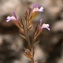  John De Vos - Chaenorhinum origanifolium (L.) Kostel. [1844]