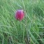  Bertrand Aucouturier - Fritillaria meleagris L.