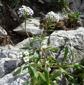 Georges Thomassier, le  5 avril 2012 (marseille (ile de riou))