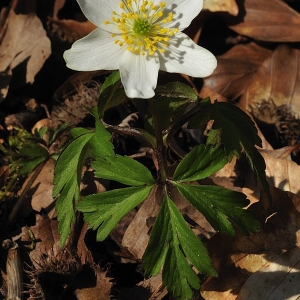 Photographie n°67990 du taxon Anemone nemorosa L. [1753]