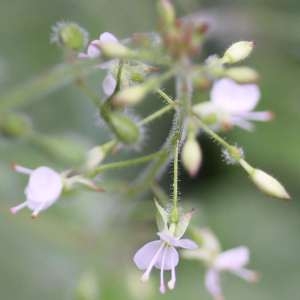 Photographie n°67998 du taxon Circaea lutetiana L.