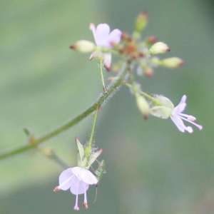 Photographie n°67999 du taxon Circaea lutetiana L. [1753]
