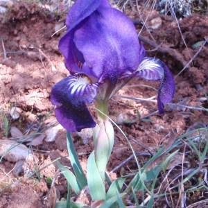 Photographie n°68003 du taxon Iris lutescens subsp. lutescens