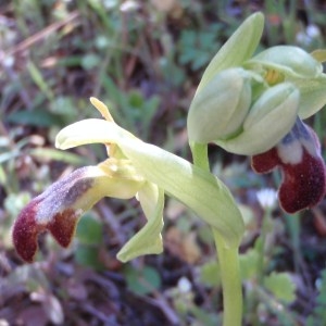 Photographie n°68004 du taxon Ophrys fusca Link [1800]