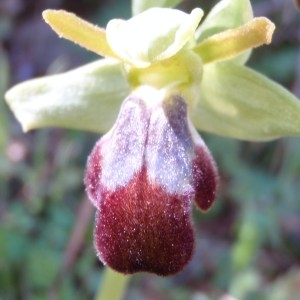 Photographie n°68005 du taxon Ophrys fusca Link [1800]