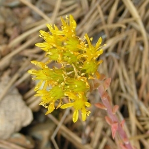 Photographie n°68025 du taxon Sedum rupestre L. [1753]