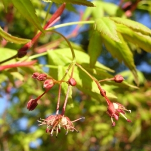 Acer japonicum Thunb. (Érable du Japon)
