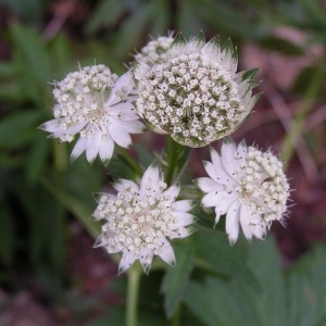 Photographie n°68029 du taxon Astrantia major L.