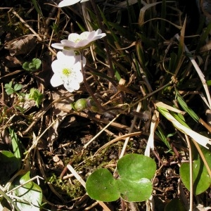 Photographie n°68032 du taxon Hepatica triloba Chaix [1785]