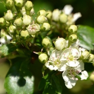 Photographie n°68037 du taxon Crataegus monogyna Jacq. [1775]