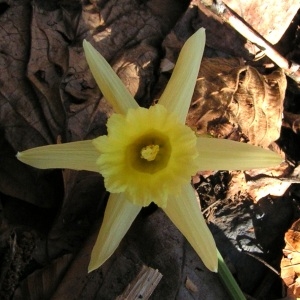 Photographie n°68040 du taxon Narcissus pseudonarcissus L.