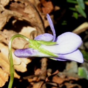 Photographie n°68046 du taxon Viola riviniana Rchb. [1823]