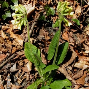 Photographie n°68047 du taxon Primula elatior (L.) Hill [1765]