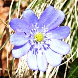 Photographie n°68049 du taxon Hepatica nobilis Schreb. [1771]