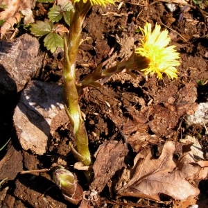 Photographie n°68065 du taxon Tussilago farfara L. [1753]