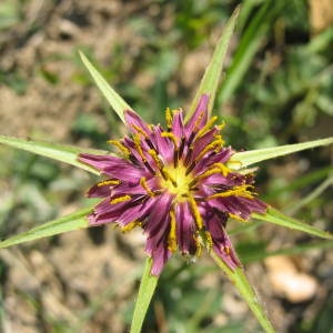 Photographie n°68068 du taxon Tragopogon porrifolius L. [1753]