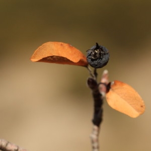 Photographie n°68075 du taxon Amelanchier ovalis Medik. [1793]