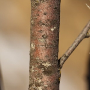 Photographie n°68077 du taxon Amelanchier ovalis Medik. [1793]