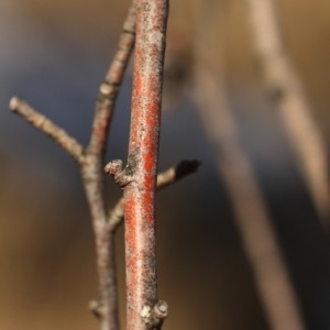 Photographie n°68078 du taxon Amelanchier ovalis Medik. [1793]