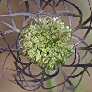 Daucus carota L. [1753] [nn21674] par François GERY le 28/02/2008 - Grézieu-la-Varenne