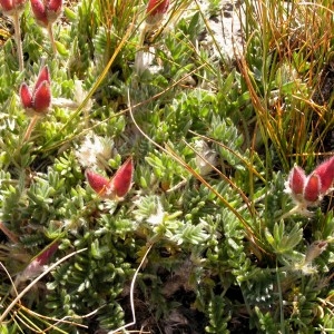 Photographie n°68145 du taxon Leucanthemopsis alpina subsp. minima (Vill.) Holub [1977]