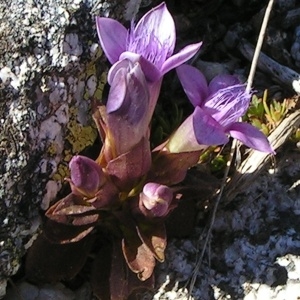 Photographie n°68148 du taxon Gentianella campestris f. campestris 