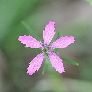 Dianthus armeria L. (Oeillet arméria)