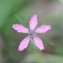 Dianthus armeria L. [1753] [nn75086] par Valérie Bruneau-Querey le 12/06/2011 - Beaumesnil