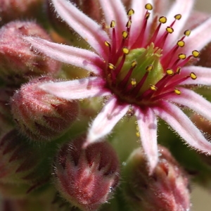 Sempervivum laetevirens Jord. & Fourr. (Joubarbe des toits)