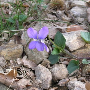 Photographie n°68160 du taxon Viola riviniana Rchb. [1823]