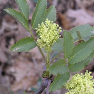 Photographie n°68163 du taxon Sambucus racemosa L. [1753]