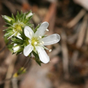 Photographie n°68164 du taxon Arenaria aggregata (L.) Loisel. [1827]