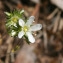  John De Vos - Arenaria aggregata (L.) Loisel. [1827]