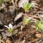  John De Vos - Arenaria aggregata (L.) Loisel. [1827]