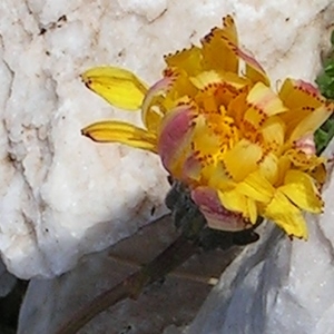 Crepis pygmaea L. (Crépide naine)