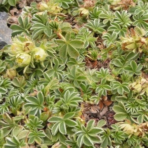 Photographie n°68181 du taxon Potentilla nivalis Lapeyr. [1782]