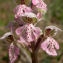  Michel DÉmares - Orchis lactea Poir. [1798]