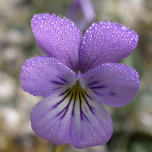 Viola rothomagensis Desf. (Pensée de Rouen)