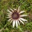  Alain Bigou - Carlina acaulis L. [1753]