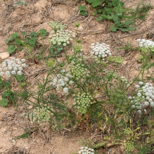 Photographie n°68224 du taxon Ammi majus L. [1753]