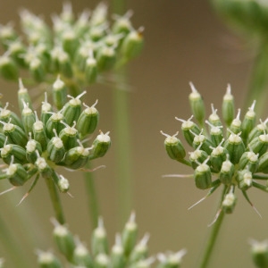 Photographie n°68228 du taxon Ammi majus L. [1753]