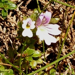 Photographie n°68234 du taxon Euphrasia alpina Lam. [1786]