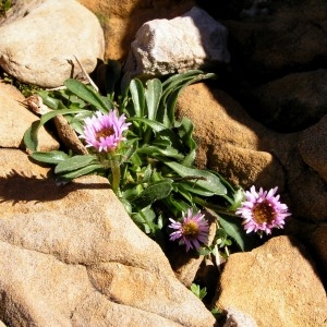 Photographie n°68236 du taxon Erigeron uniflorus L. [1753]