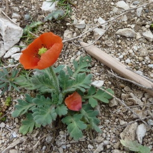 Photographie n°68241 du taxon Papaver rhoeas L. [1753]