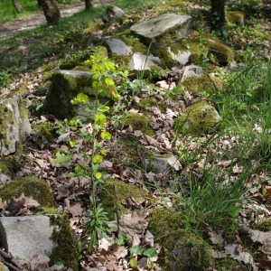 Photographie n°68244 du taxon Euphorbia amygdaloides L. [1753]