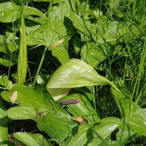 Photographie n°68249 du taxon Arum maculatum L. [1753]