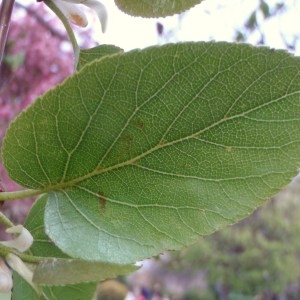 Photographie n°68268 du taxon Alnus cordata (Loisel.) Duby [1828]